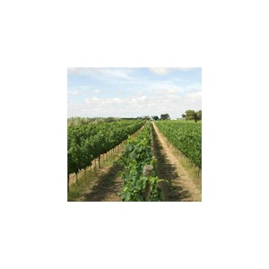 Terra vineyard virtual